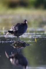 Coot defecating in water France