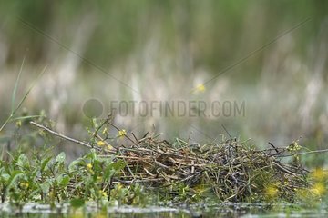 Coot nest on a pond France
