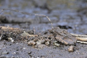 Coot droppings on the mud on a bank France