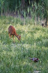 Male pheasant and Roe deer on a dry pond France