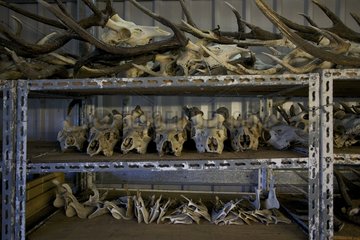 Rusa Deer skulls for biometric analyzes New Caledonia