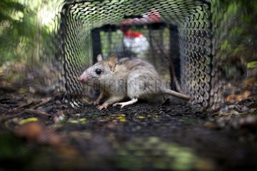 Black rat caught in a trap in the forest New Caledonia