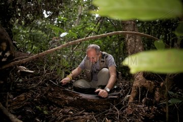 Entomologist on the ground in forest New Caledonia