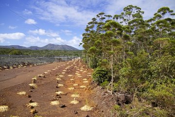 Revegetation of degraded mining lands New Caledonia