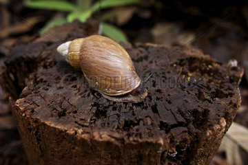 Bulime large endemic snail New Caledonia