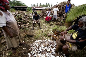 Making Coconut Island Espiritu Santo Vanuatu
