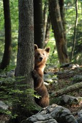 Brown bear in the woods Slovenia