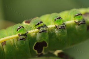 False paws of Puss Moth caterpillar on twig France