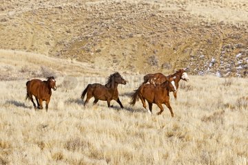 Quarter Horses galloping Hideout Guest Ranch Wyoming USA