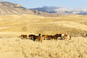 Quarter Horses and cow-boys Hideout Guest Ranch Wyoming USA