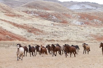 Quarter Horses galloping Hideout Guest Ranch Wyoming USA