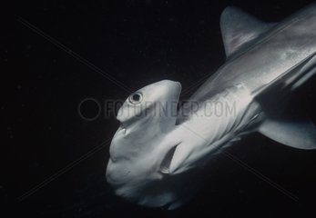 Portrait of a young Scalloped hammerhead Hawaii