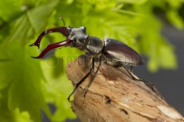 Greater Stag Beetle male on a branch Vaud Suisse