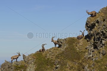 Ibex males on rocky ledge Valais Alps Switzerland