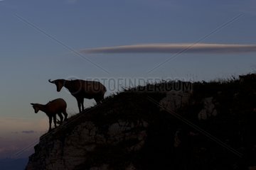 Silhouette of Chamois and young at dusk Jura Switzerland