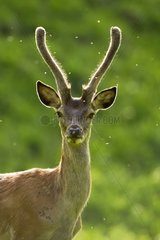 Portrait of red deer velvet Vaud Alps Switzerland