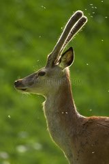 Portrait of red deer velvet Vaud Alps Switzerland