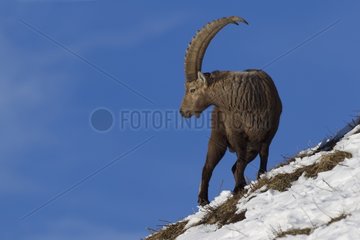 Ibex male on a snowy slope Valais Alps Switzerland