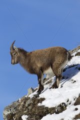 Ibex female on a snowy slope Valais Alps Switzerland