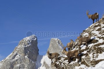 Ibex rut on a snowy slope Valais Alps Switzerland