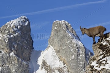 Ibex female on rochs Valais Alps Switzerland