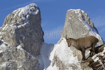 Ibex female on rochs Valais Alps Switzerland
