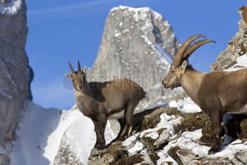 Couple of Ibex in rut on rocks Valais Alps Switzerland