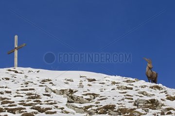 Ibex male on the top and cross Valais Alps Switzerland
