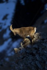Young Ibex male on rocks Valais Alps Switzerland