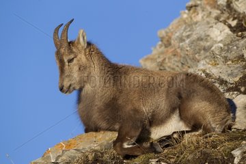 Ibex female lying on rocks Valais Alps Switzerland