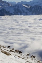 Ibex in rut and sea of clouds Valais Alps Switzerland