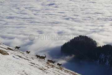 Ibex in rut and sea of clouds Valais Alps Switzerland