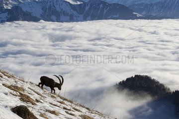 Ibex male in rut and sea of clouds Valais Alps Switzerland