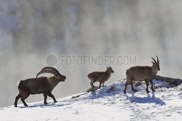 Ibex male in rut female and young Valais Alps Switzerland
