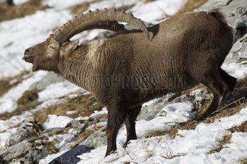 Ibex male in rut Valais Alps Switzerland