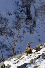 Ibex male lying on rocks Valais Alps Switzerland