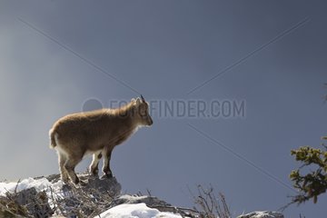 Young Ibex on rocks Valais Alps Switzerland