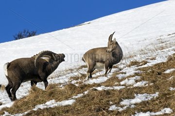 Couple Ibex in rut on a slope Valais Alps Switzerland