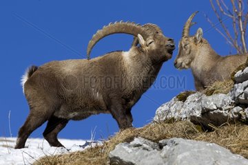 Couple of Alpine Ibex in rut Valais Switzerland