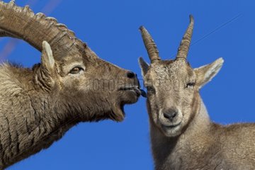Couple of Alpine Ibex in rut Valais Switzerland