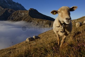 Sheep before a sea of fog Valais Alps Switzerland