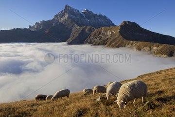 Sheep to the Aiguille du Midi and the Sea of Fog Alps