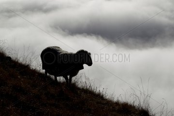 Silhouette of sheep before a sea of fog Alps Switzerland