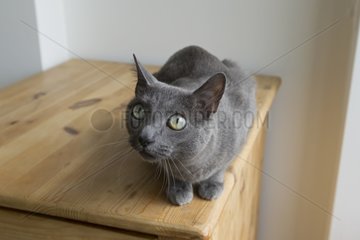 Russian Blue cat lying on a wooden chest Switzerland