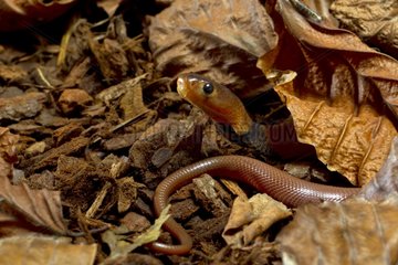 Young Samar cobra on dead leaves