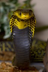 Portrait of Mozambique spitting cobra