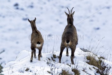 Chamois and young in snow Jura Vaud Switzerland