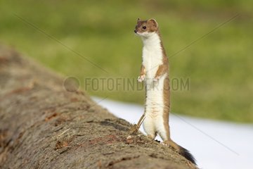 Young Ermine on a log cut Swiss Alps