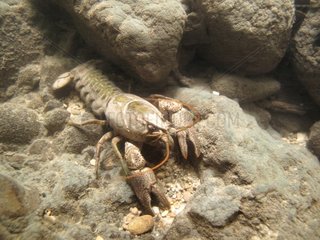 White-clawed crayfish in a river Savoie France