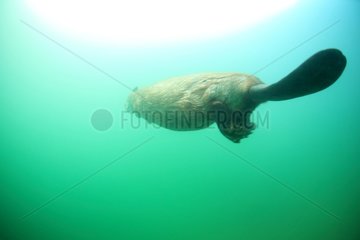 Eurasian Beaver swimming underwater in Savoie France